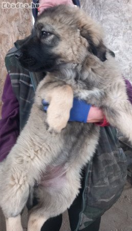 Kaukázusi kiskutyák eladók