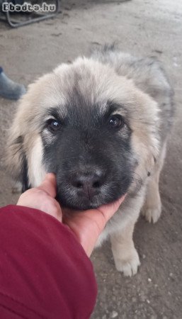 Kaukázusi kiskutyák eladók