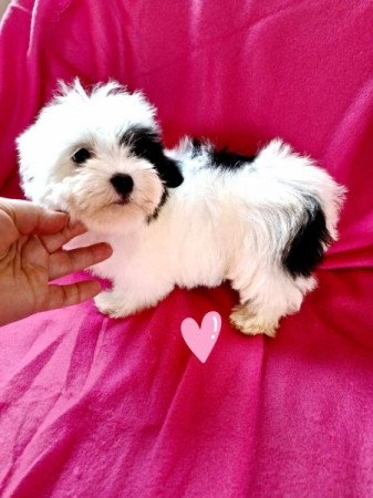 Bichon havanese