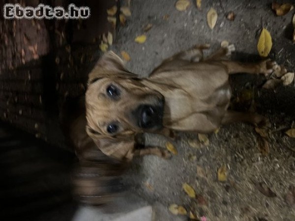 Eladó Rodéziai Ridgeback szuka
