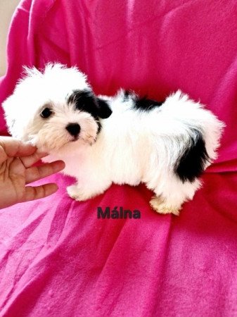 Bichon havanese