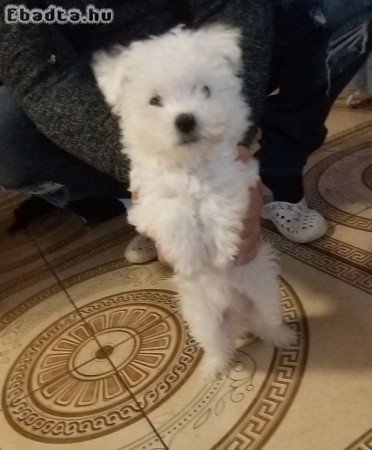 Máltai selyem 8 hetes