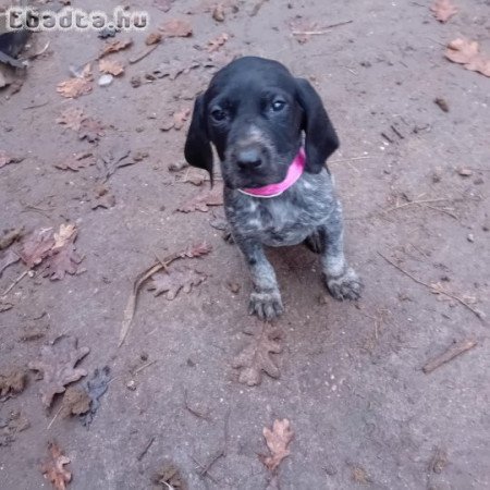 Rövidszőurü Német vizsla