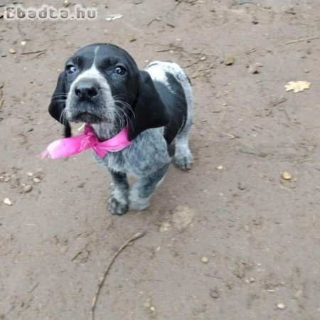 Rövidszőurü Német vizsla