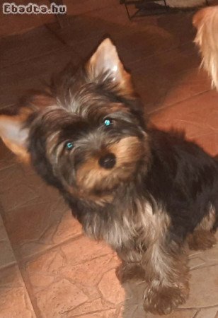 Pestmegyében Yorkshire terrier kiskutyák