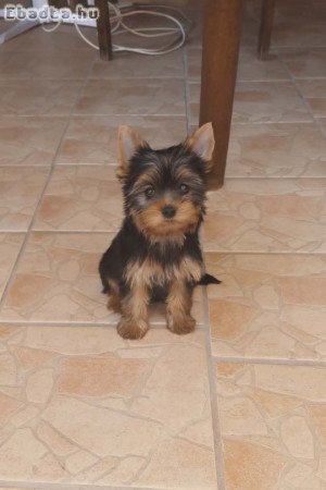 Pestmegyében Yorkshire terrier kiskutyák