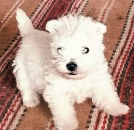 Westie