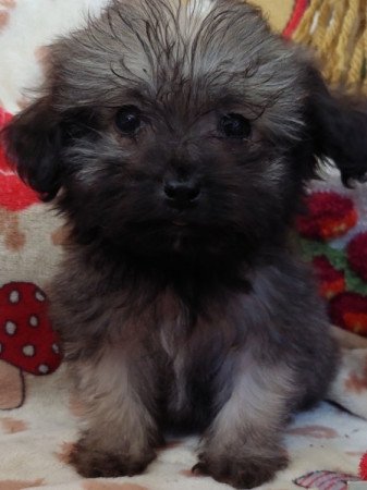 Bichon havanese