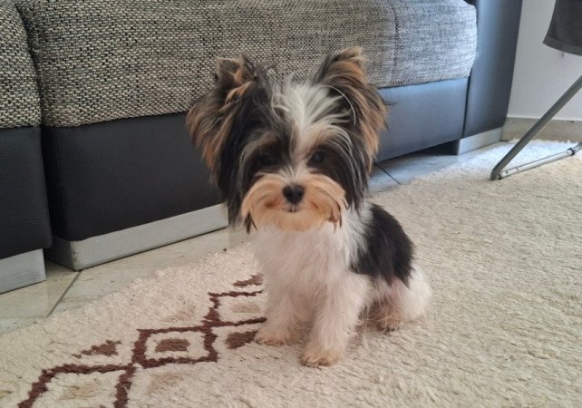 Biewer Yorkshire terrier