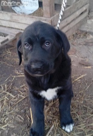 KÀJ kiskutya eladó