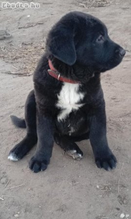 KÀJ kiskutya eladó