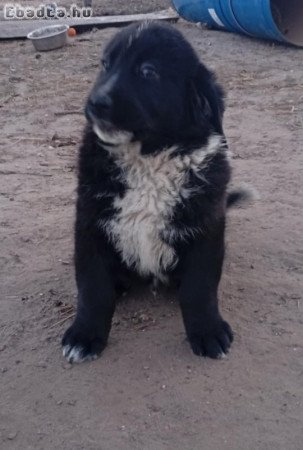 KÀJ kiskutya eladó