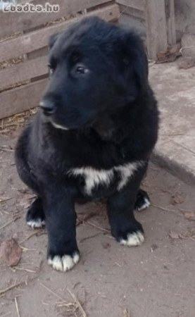 KÀJ kiskutya eladó