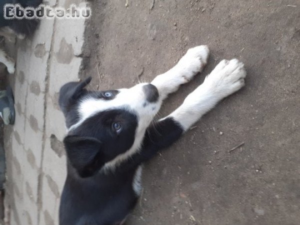 Border Collie kölykök