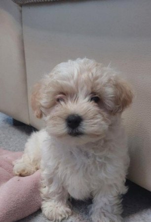 Bichon havanese