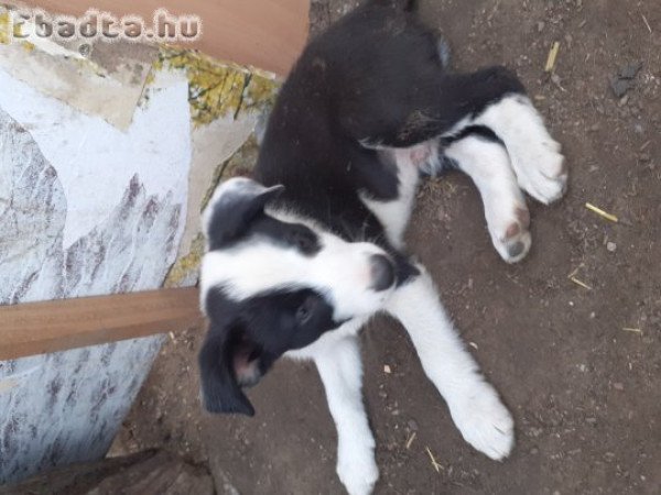 Border Collie kölykök