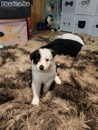 Border collie kiskutya gazdit keres!