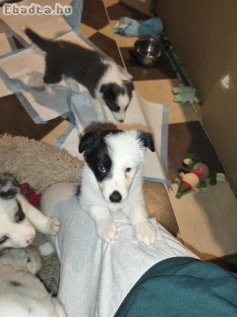 Border collie kiskutya gazdit keres!
