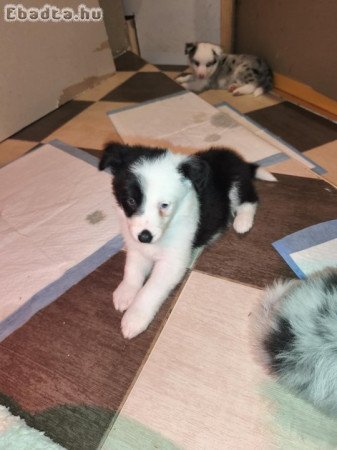 Border collie kiskutya gazdit keres!