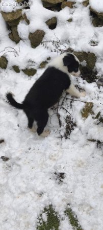 Border collie kiskutya gazdit keres!