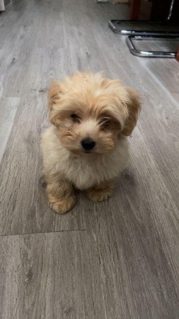 Maltipoo (máltai+uzkár)