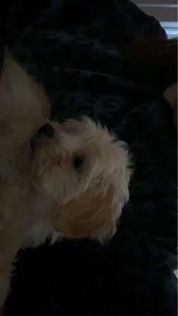 Maltipoo (máltai+uzkár)