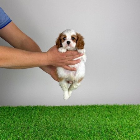 Cavalier King Charles Spániel