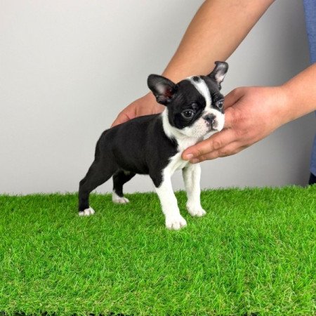 Boston terrier