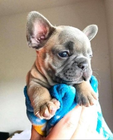 Francia bulldog