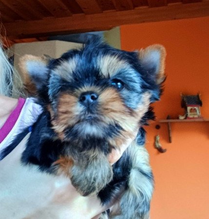 Yorkshire terrier