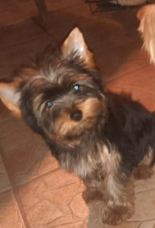 Yorkshire terrier