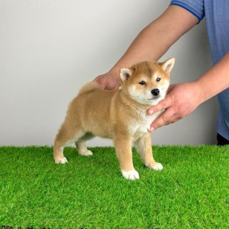 Shiba Inu