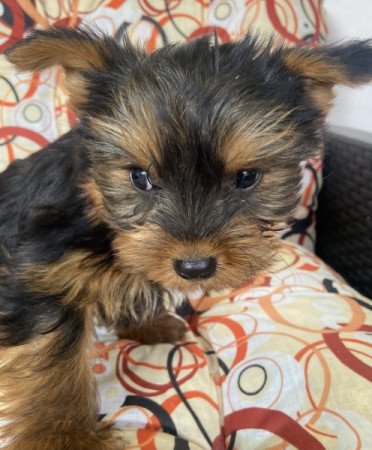 Yorkshire terrier