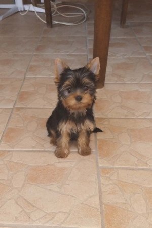 Yorkshire terrier