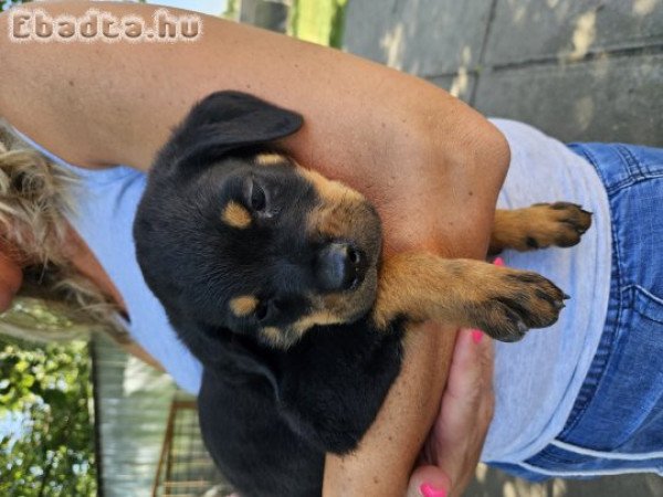 Rottweiler kiskutya eladó