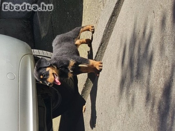 Rottweiler kiskutya eladó