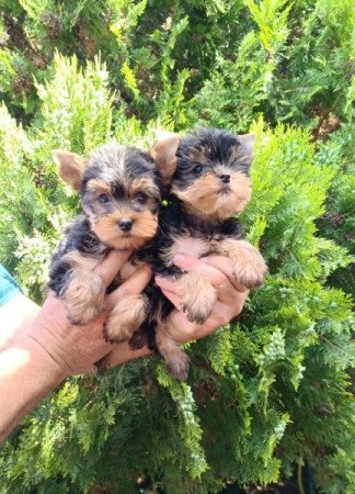 Yorkshire Terrier