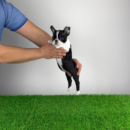 Boston terrier