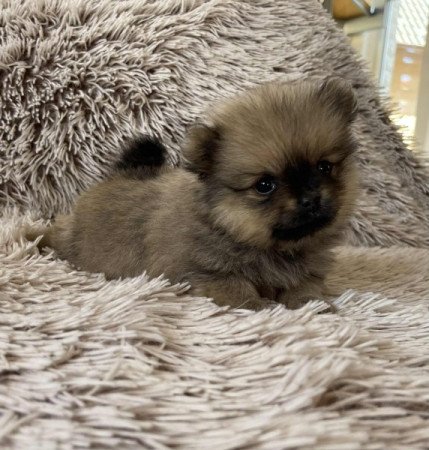 Pomerániai Törpe Spitz/ Törpespicc