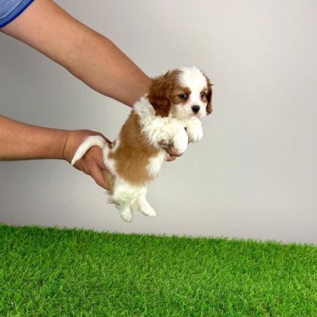 Cavalier King Charles Spániel