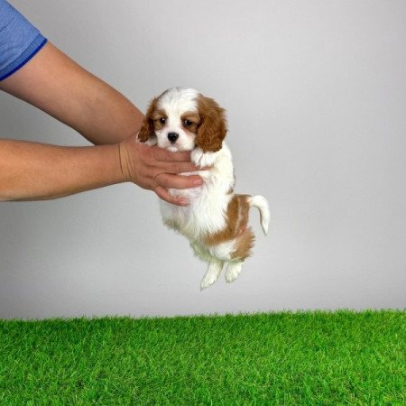 Cavalier King Charles Spániel