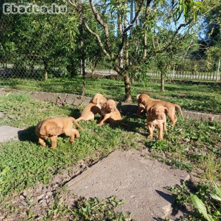 Magyar vizsla kölykök