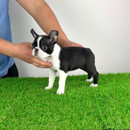 Boston terrier
