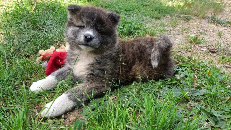 Japán akita inu