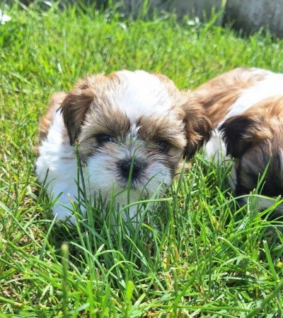 Shih tzu