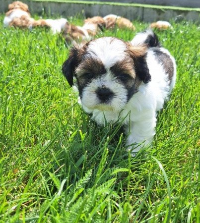 Shih tzu