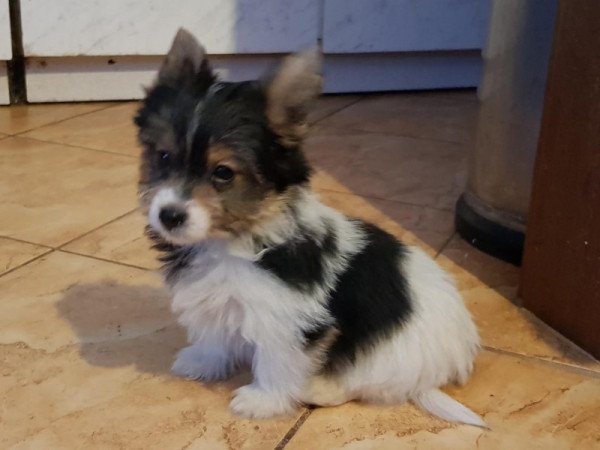 Biewer yorki yorkshire