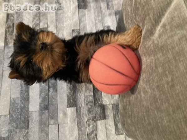 Yorki kiskutya eladó