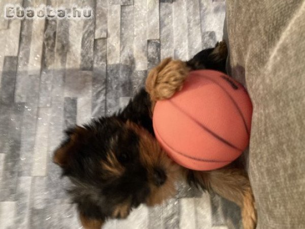 Yorki kiskutya eladó