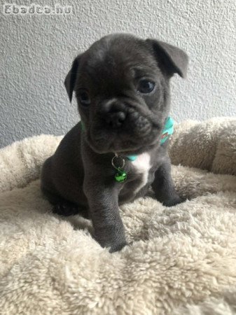 Francia bulldog kiskutyák
